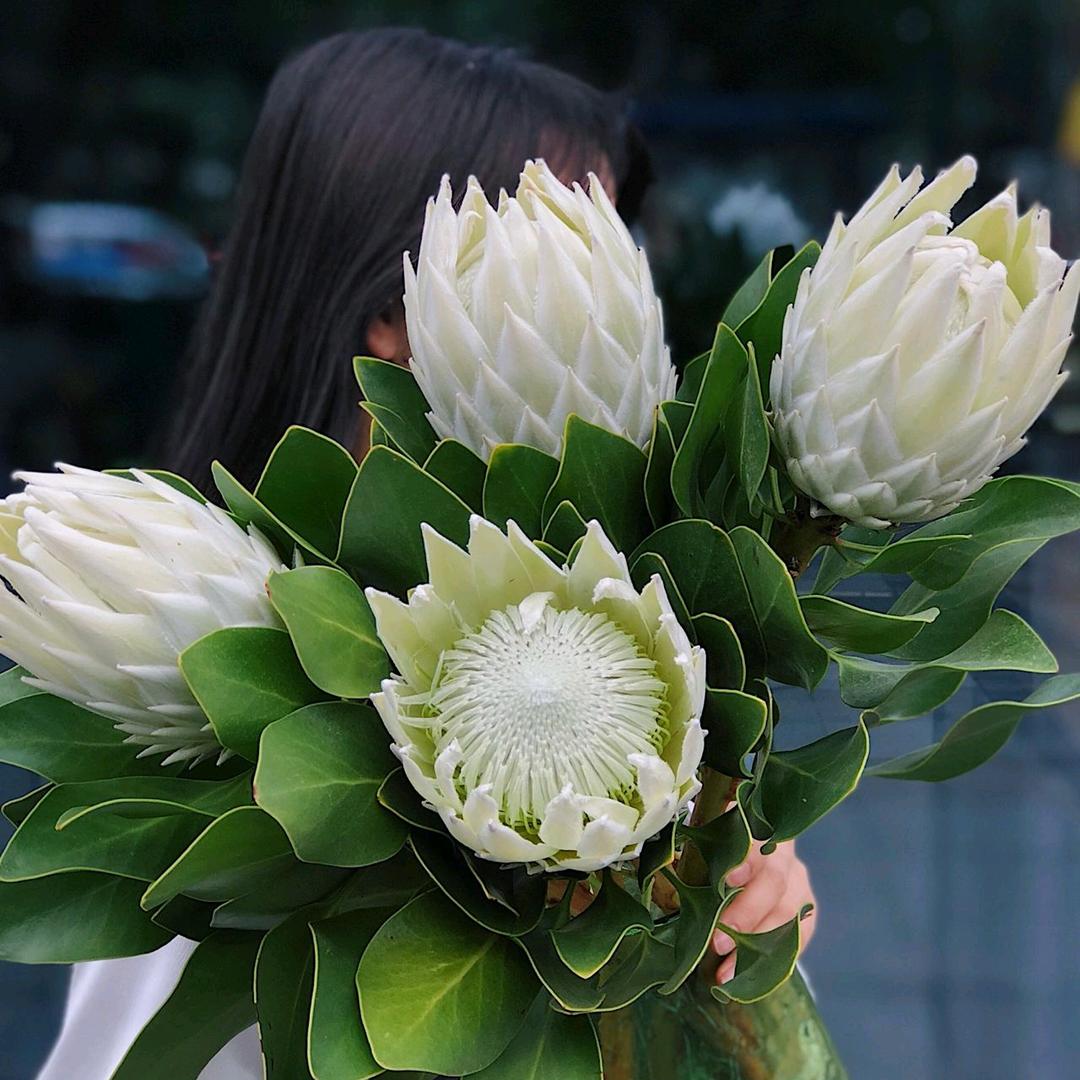 帝王花海
