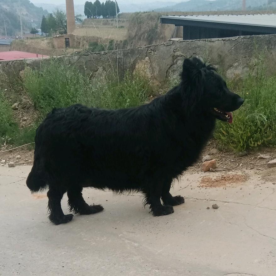 @黑妞犬业—黑熊犬