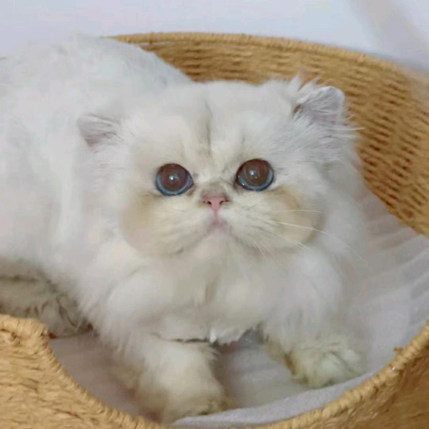 萌猫府（精品种公借配）