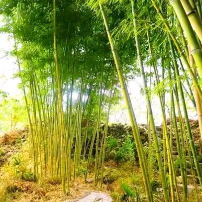 方芝:20点20