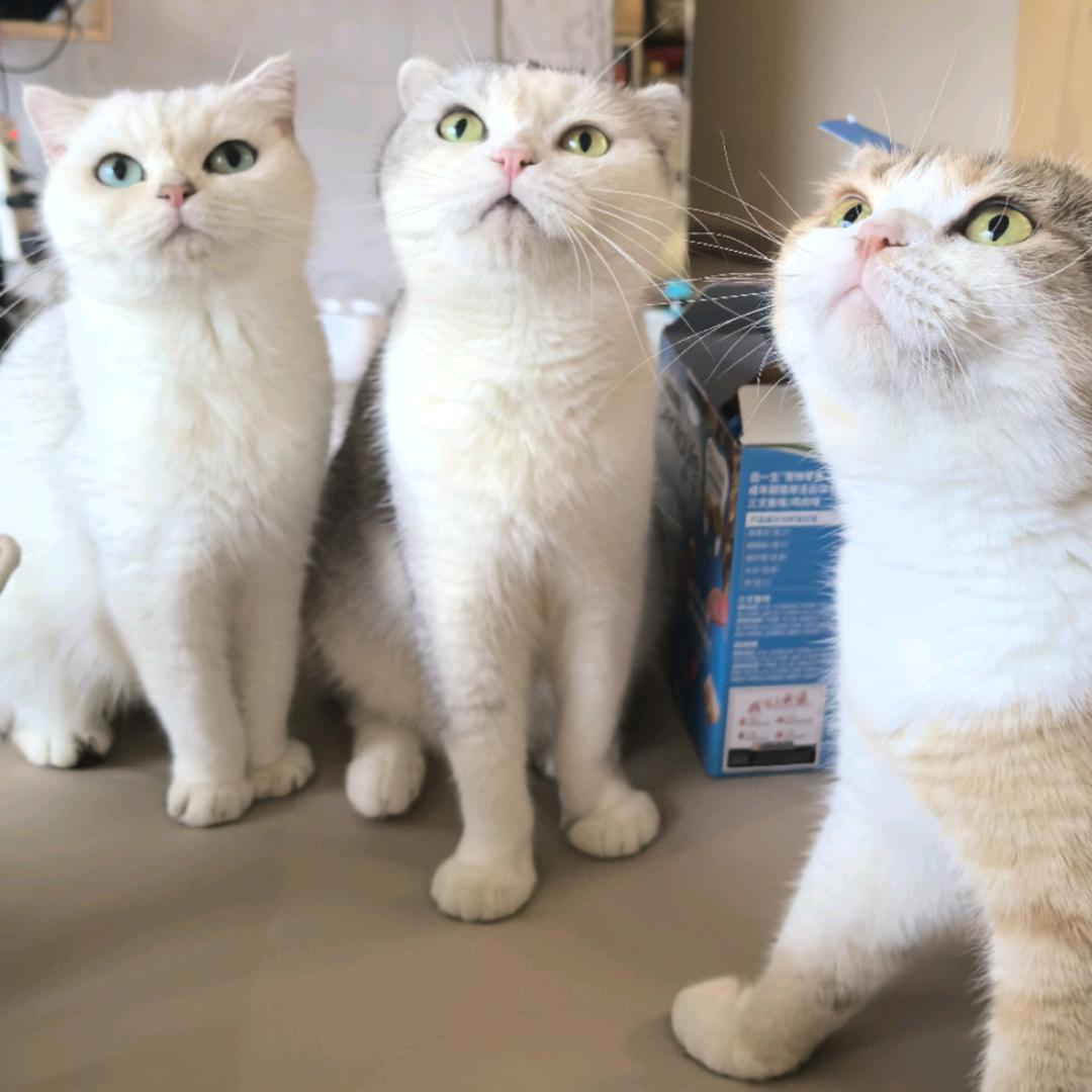 七七猫
