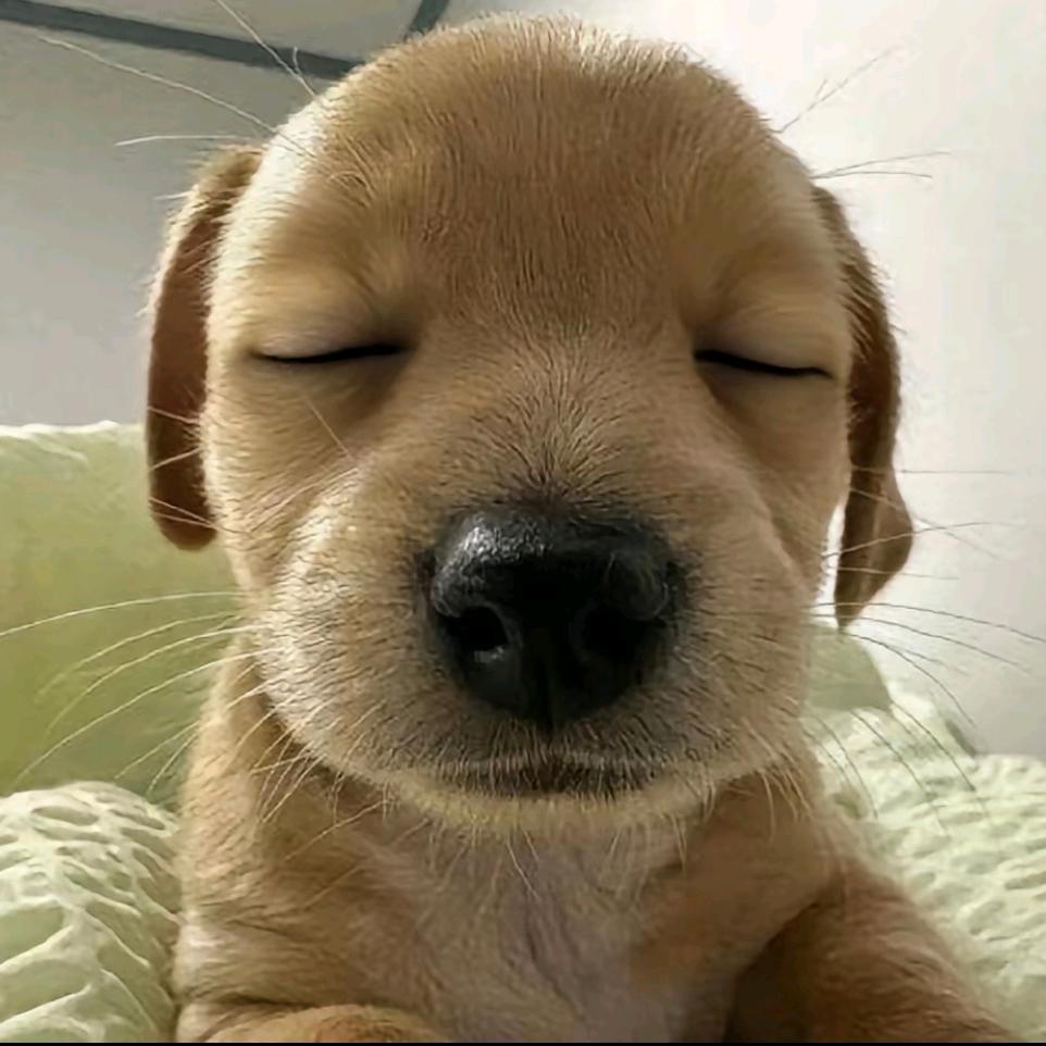 暗恋懒羊羊