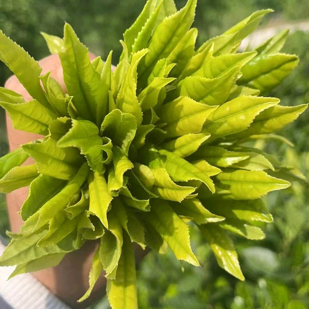 天目翠平茶行官方号