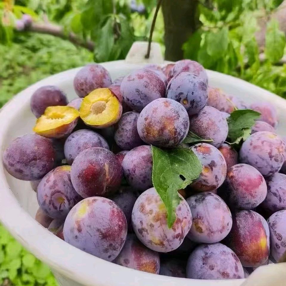 汶川高山脆红李