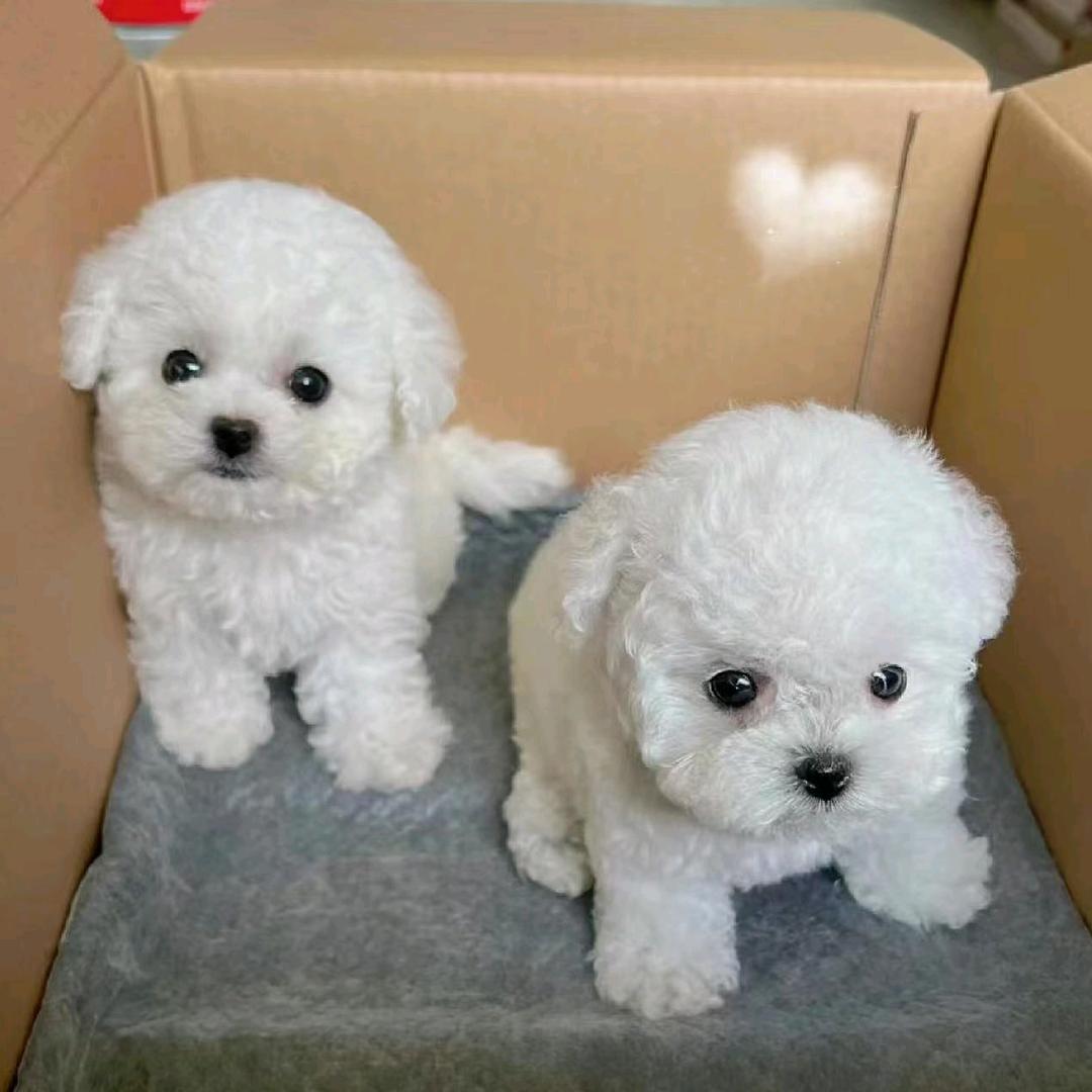 爱狗狗（选狗狗）