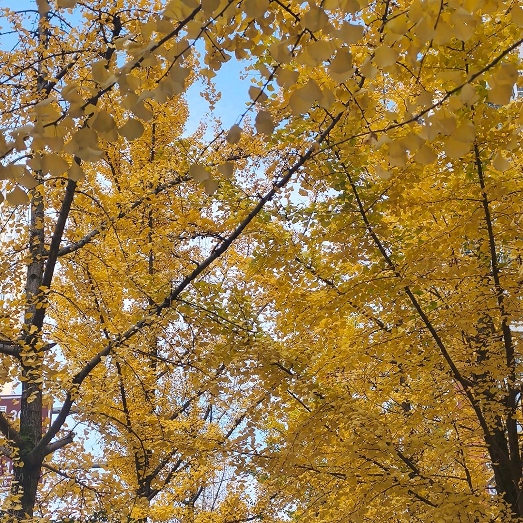 Dazai（caac教员版）