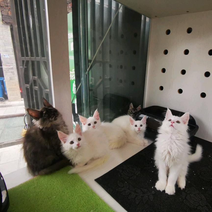 小鱼点の猫舍