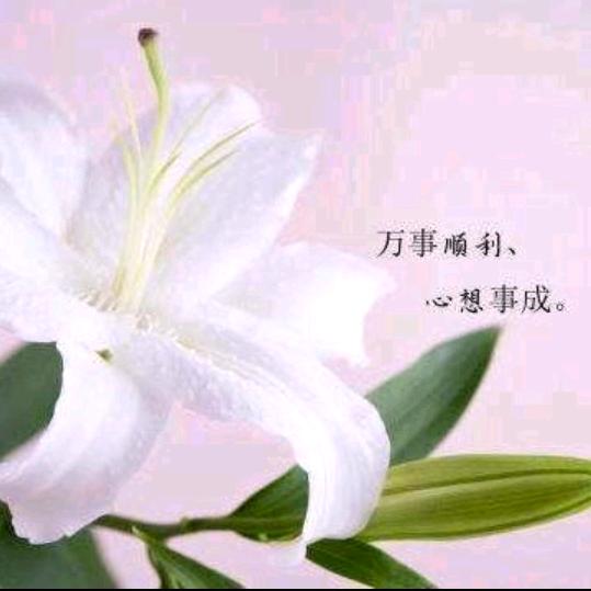 白玫瑰🌹🌹🌹🌹🌹🌹