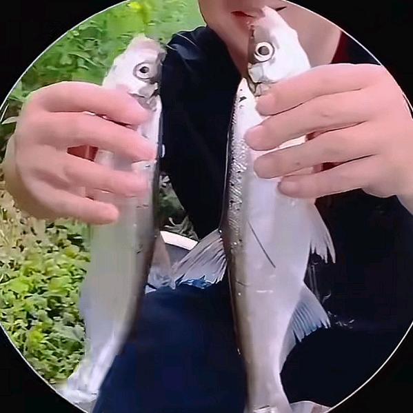 红哥钓鱼