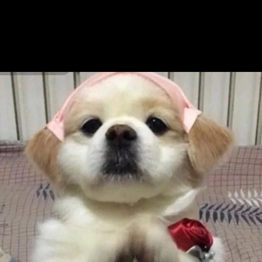 雪儿