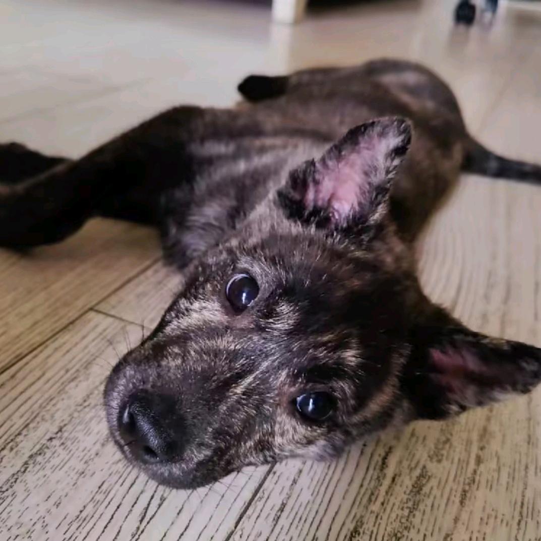 人才帝（努力中）