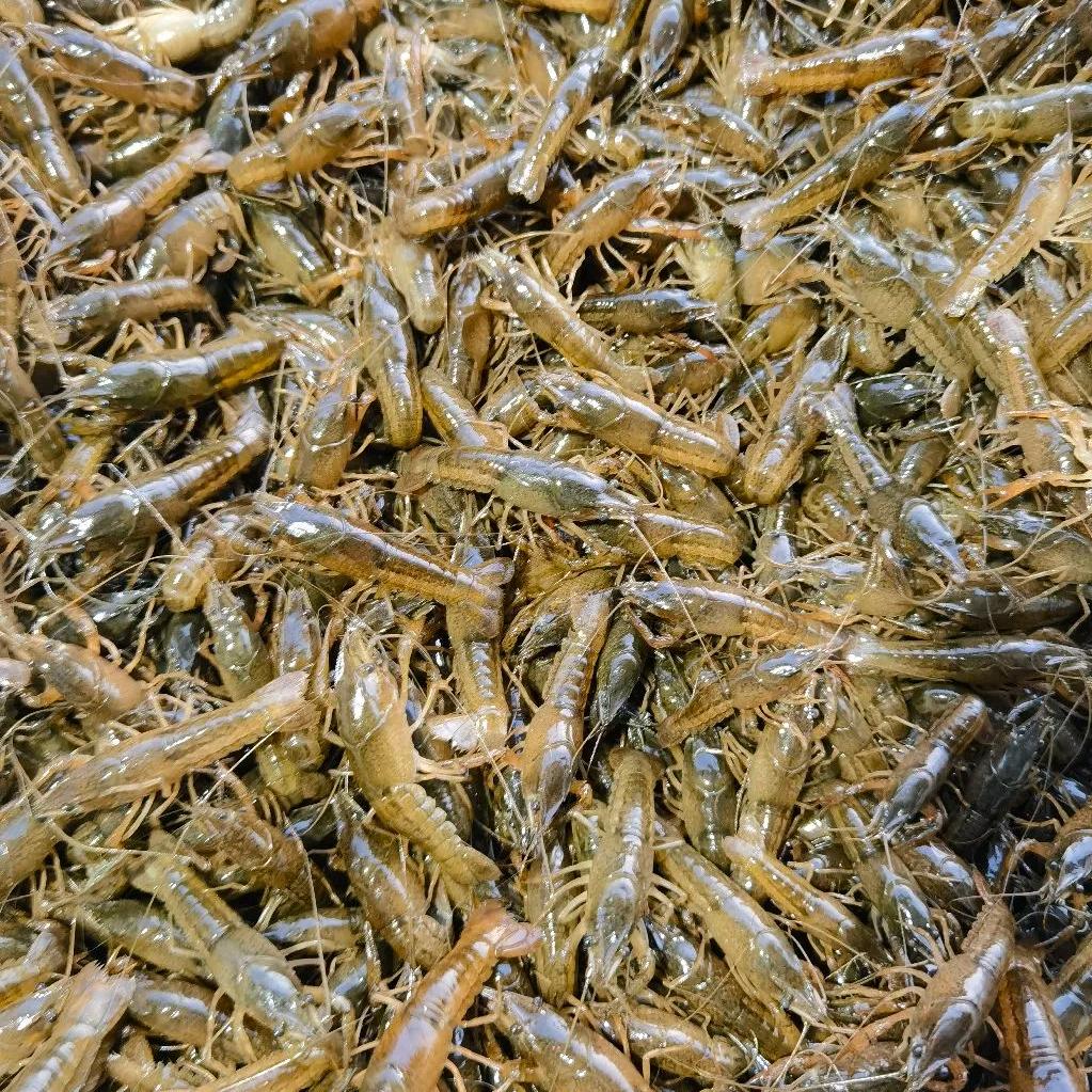 小赵龙虾养殖、虾苗、种苗批发