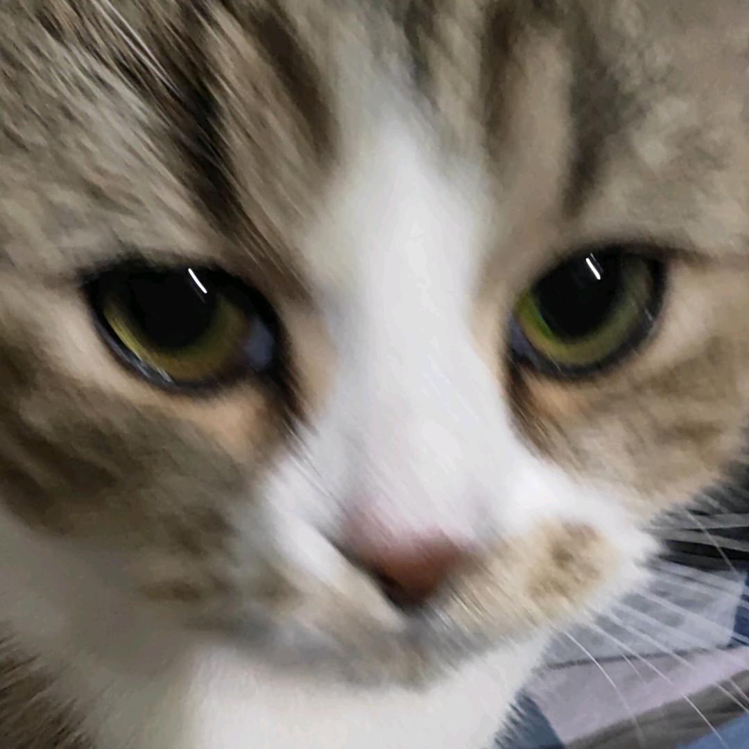 花豆啾咪🐱