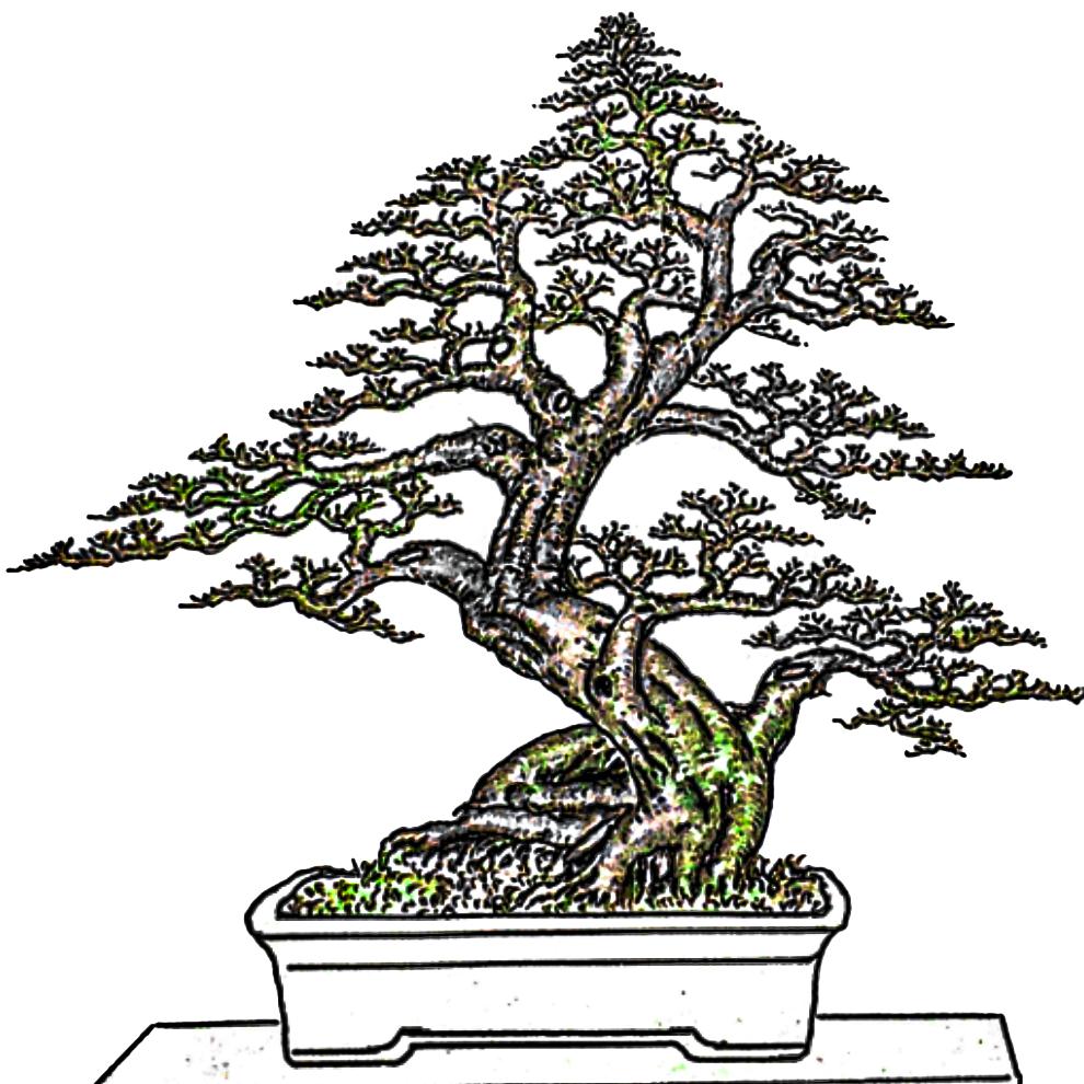 岭南粤宝盆景（九里香）