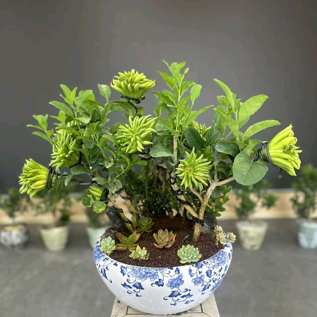 柏景阁佛手盆栽甄选
