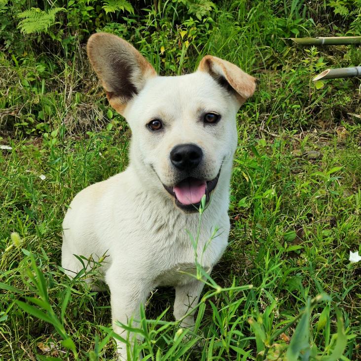 不知终日梦为鱼