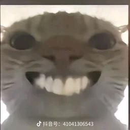 qi腻腻