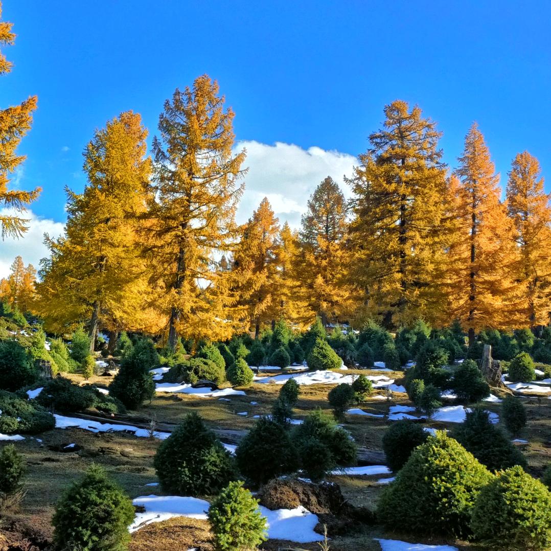天山松树