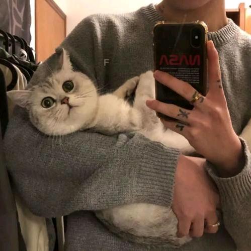 耗子