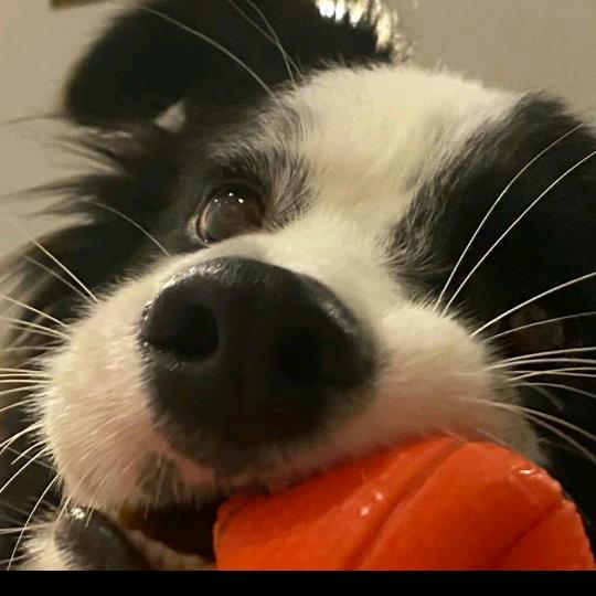 大笑的麻辣烫🤩