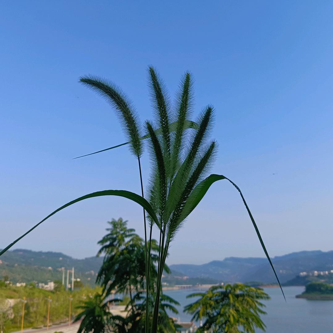 默