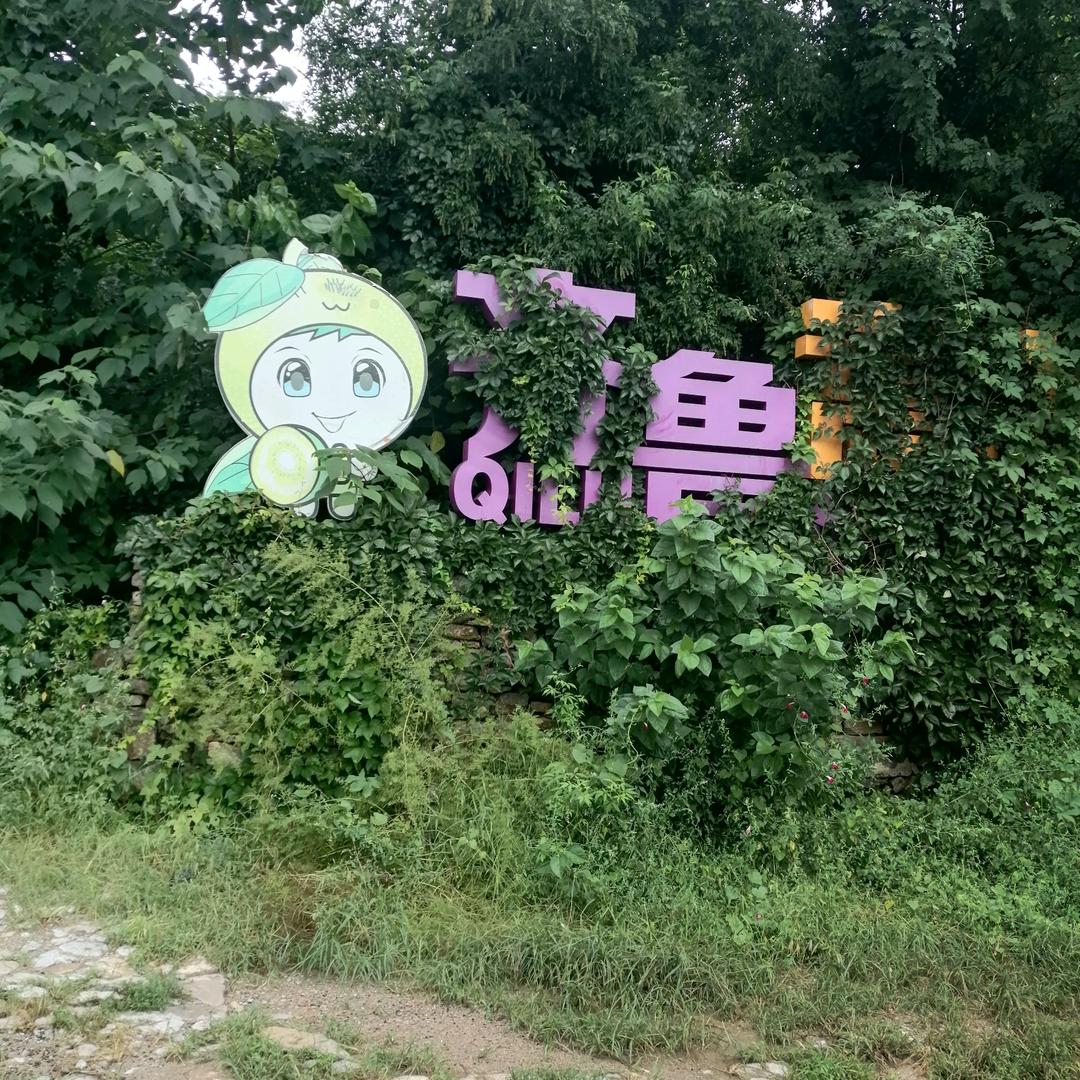 红心猕猴桃老尹