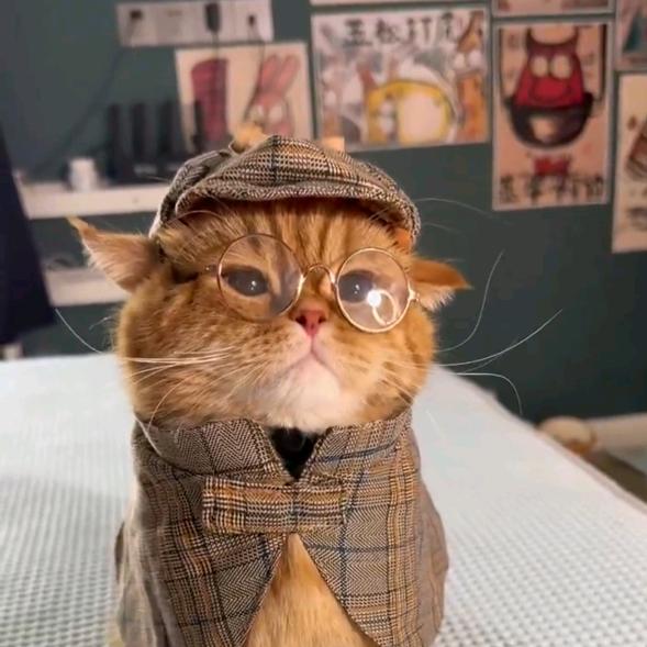 猫咪星球