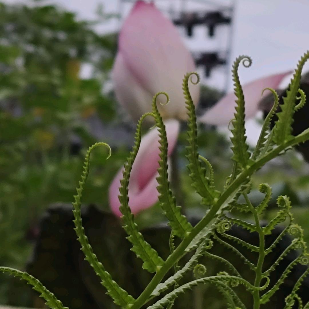 阿锋