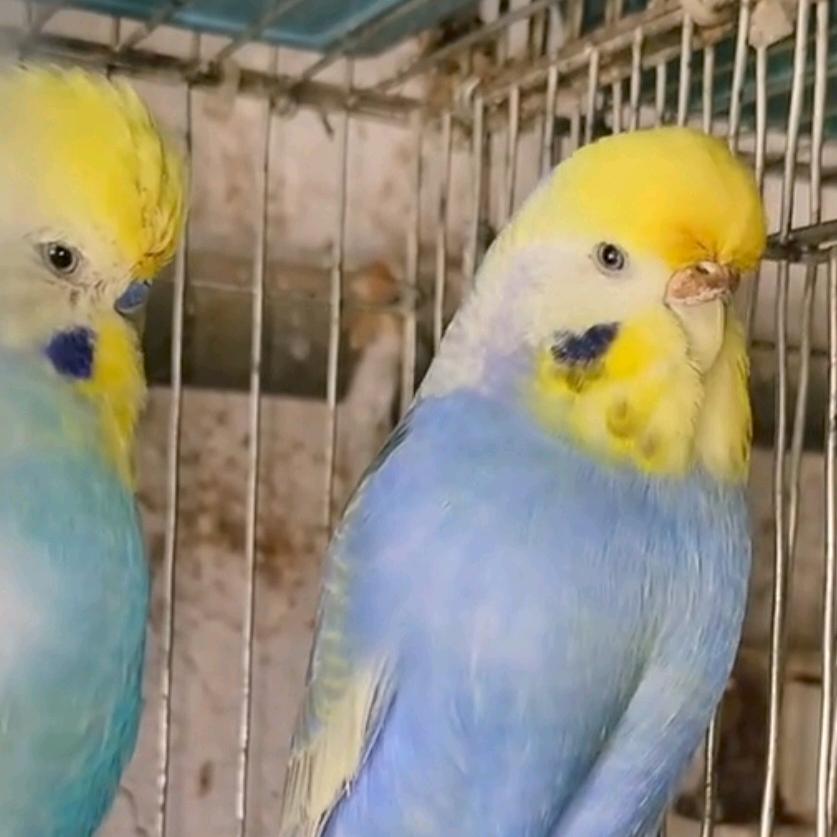 宠爱（鹦鹉坊）