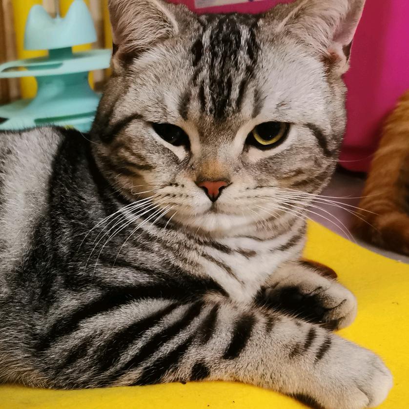 阁楼里的猫咪小屋