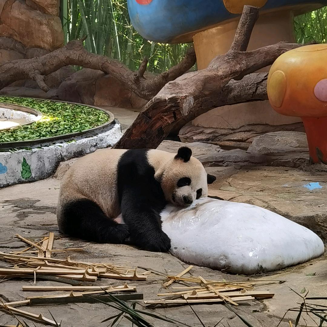 禹安Daddy