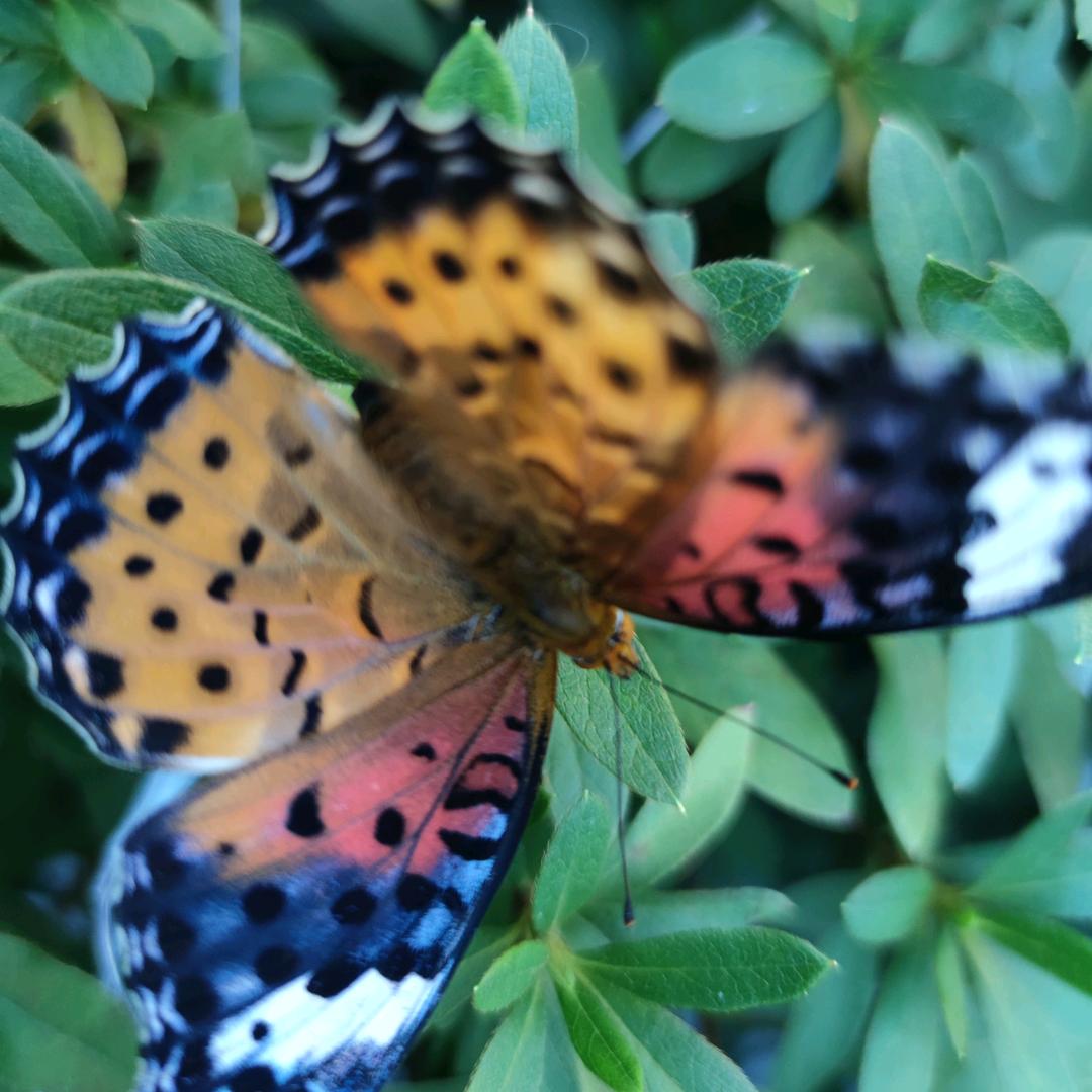 么么哒🦋🦋🦋