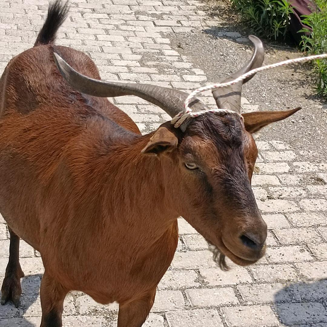 云南黄金羊养殖强哥，全年出售收购