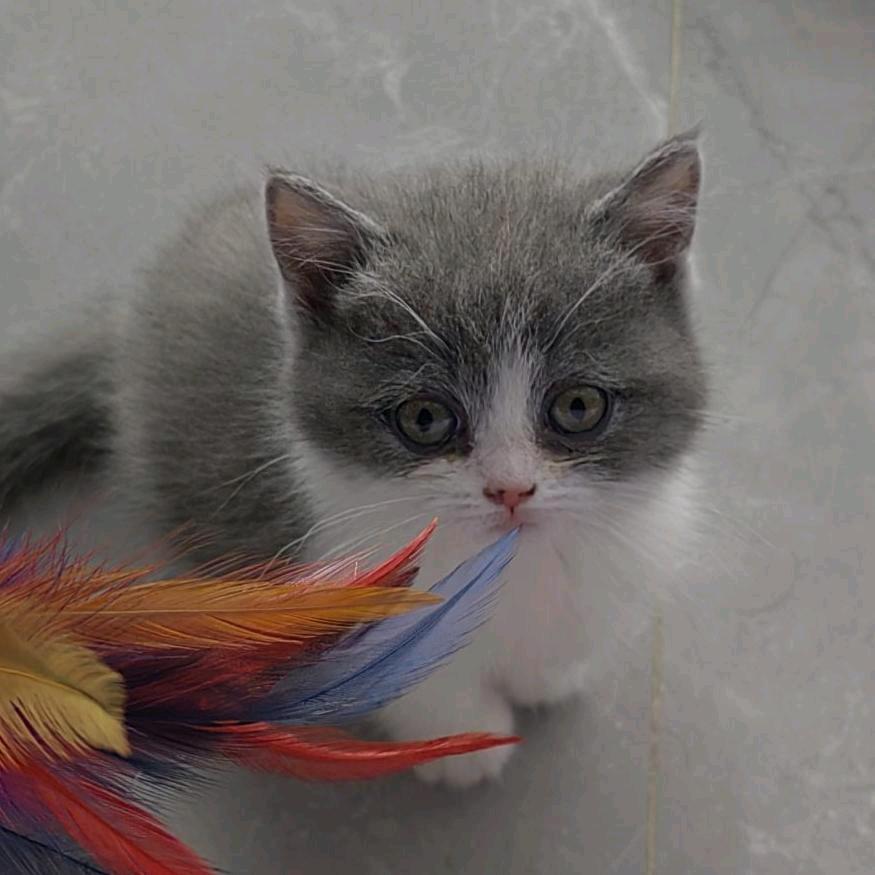 元元圆圆的¹²ˣ²⁼