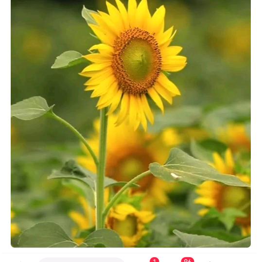 🍉🍉调皮捣蛋生活号