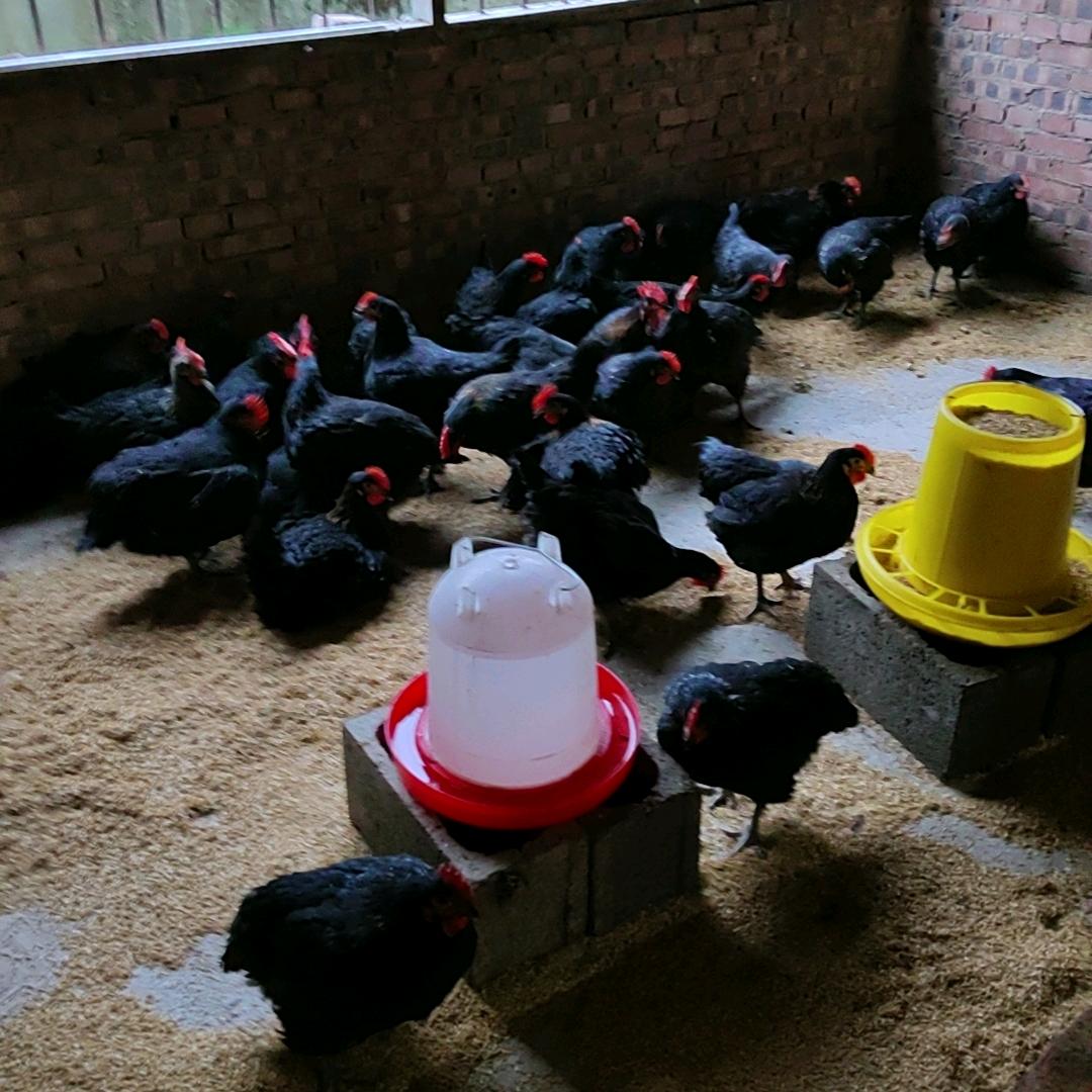 利川市丰盈养殖中心（女兆）