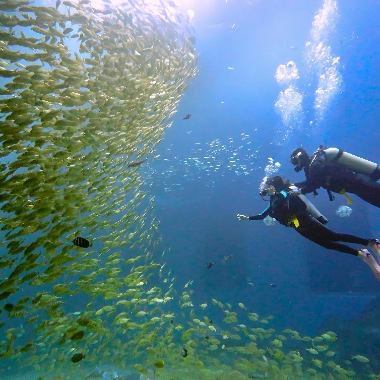 小梅沙海洋世界潜水体验