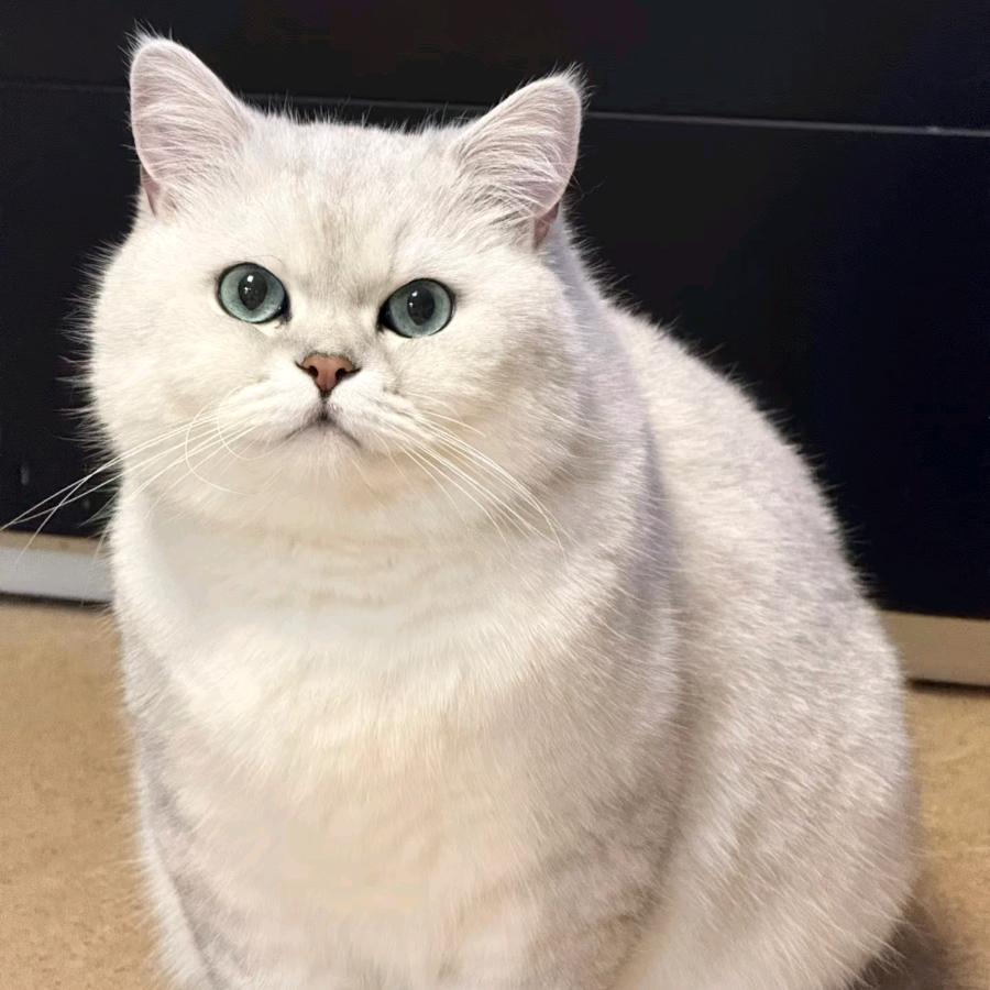 猪猪小宝贝