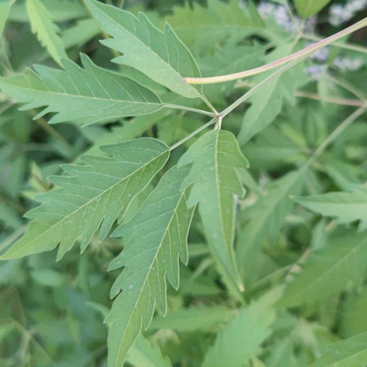璀璨夺目