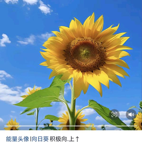 用户4505307581136