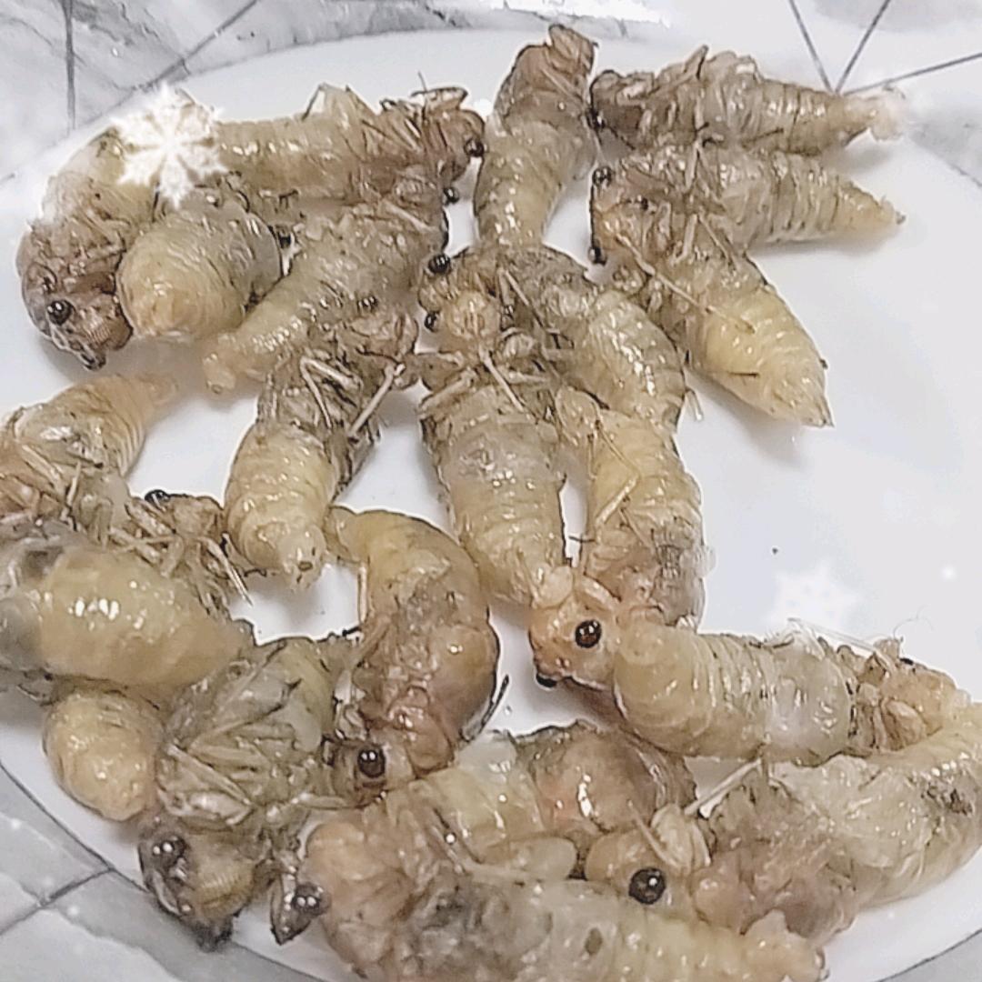 出售野生知了猴