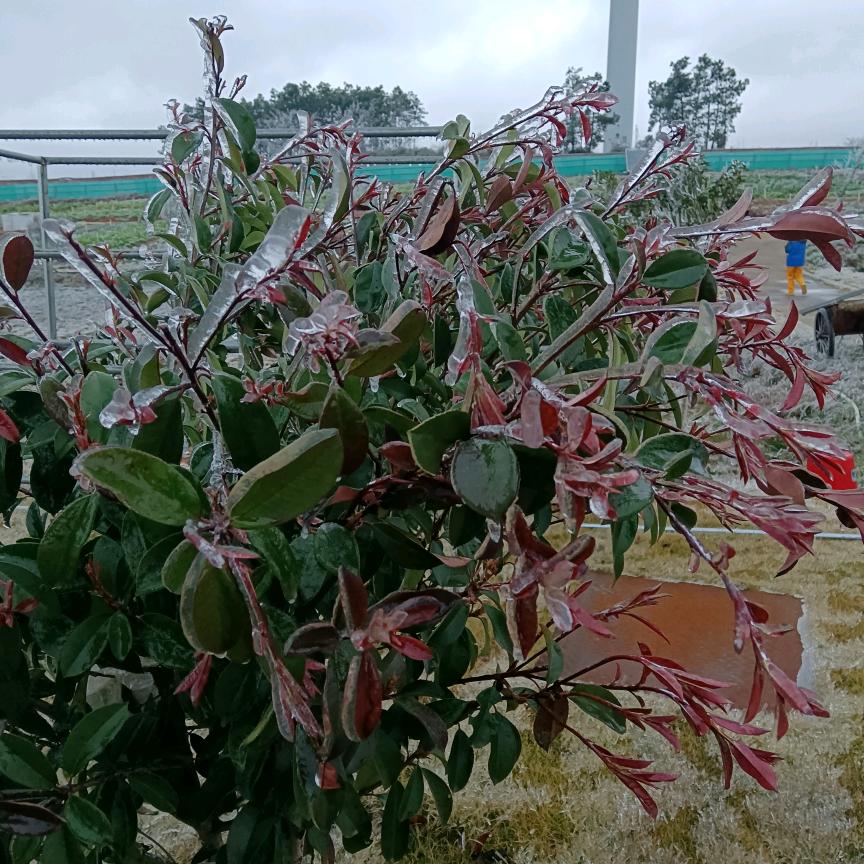 香烟爱上火