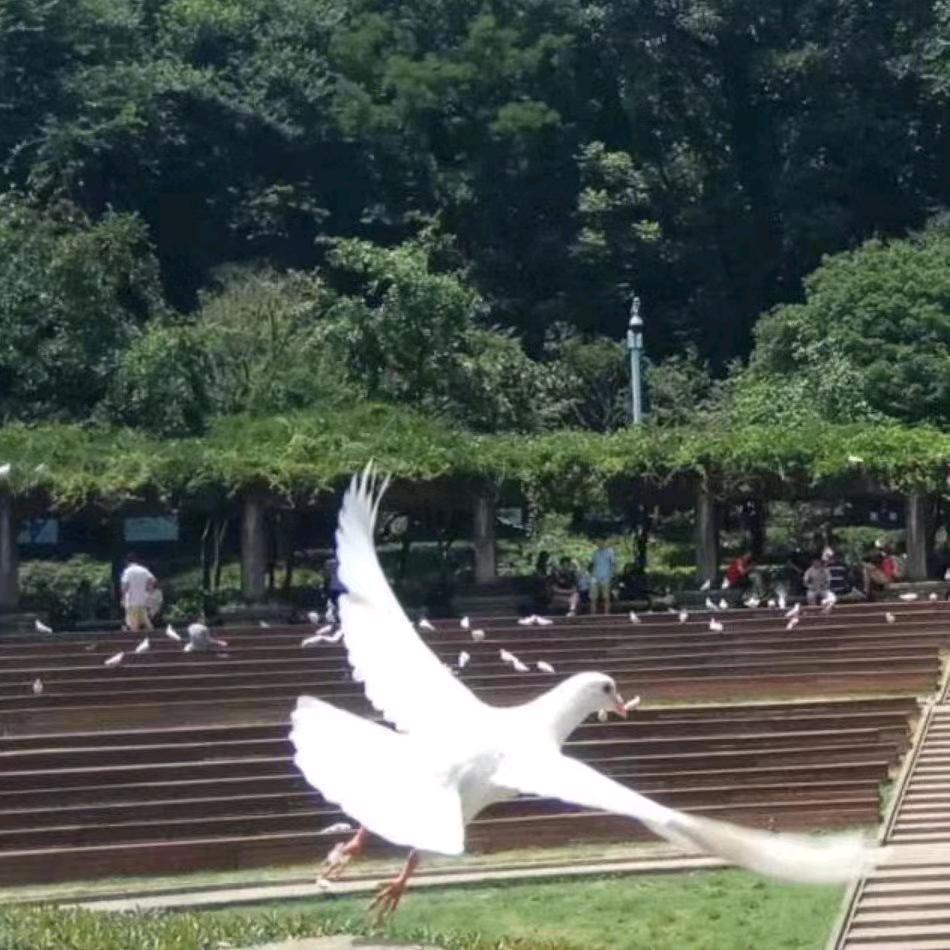 心想事成