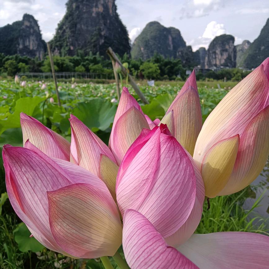 🌸小丽儿🌸