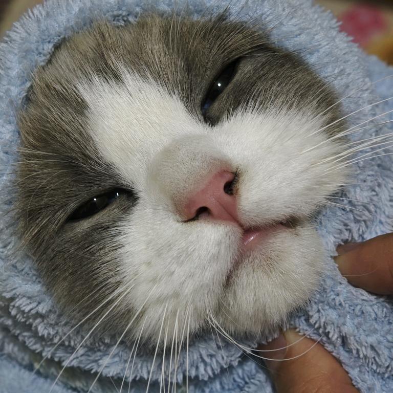辰月二九