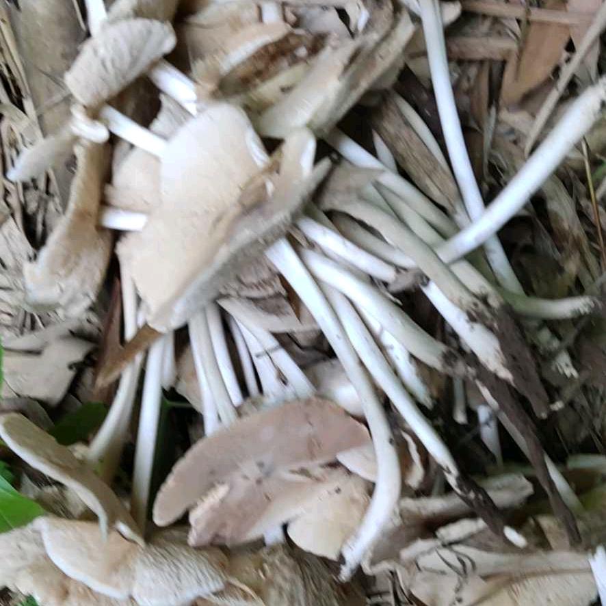 玫瑰姑姑