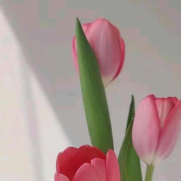 🌷