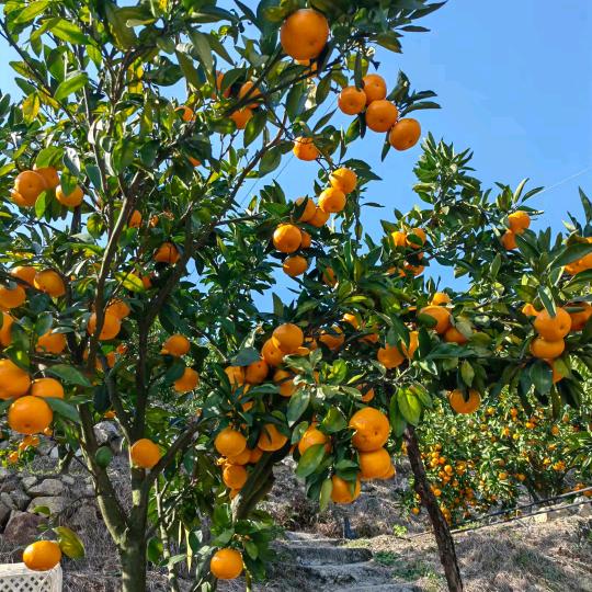 涌泉高山蜜桔