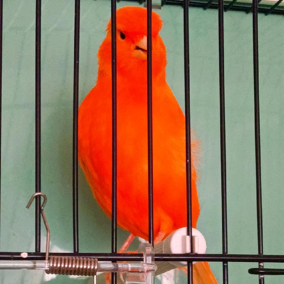 青岛柒彩金丝雀繁育中心。