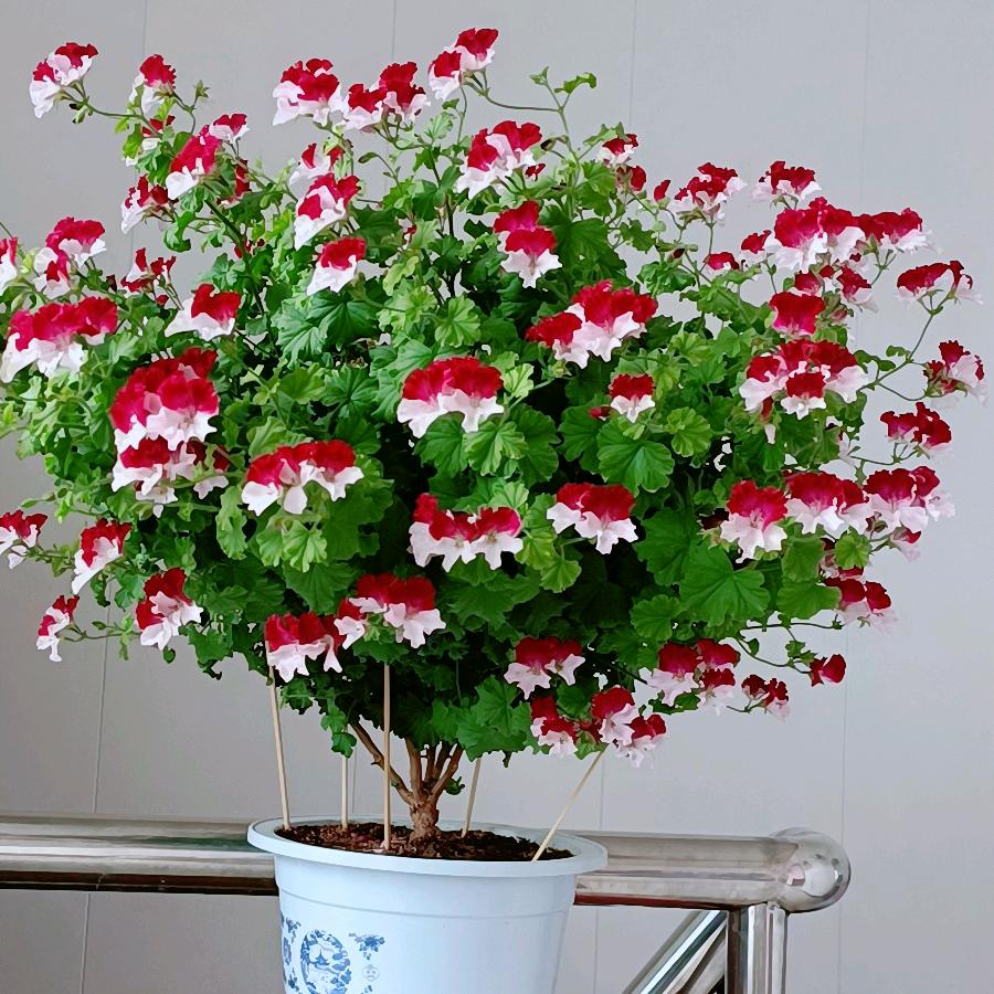 青青河边草*